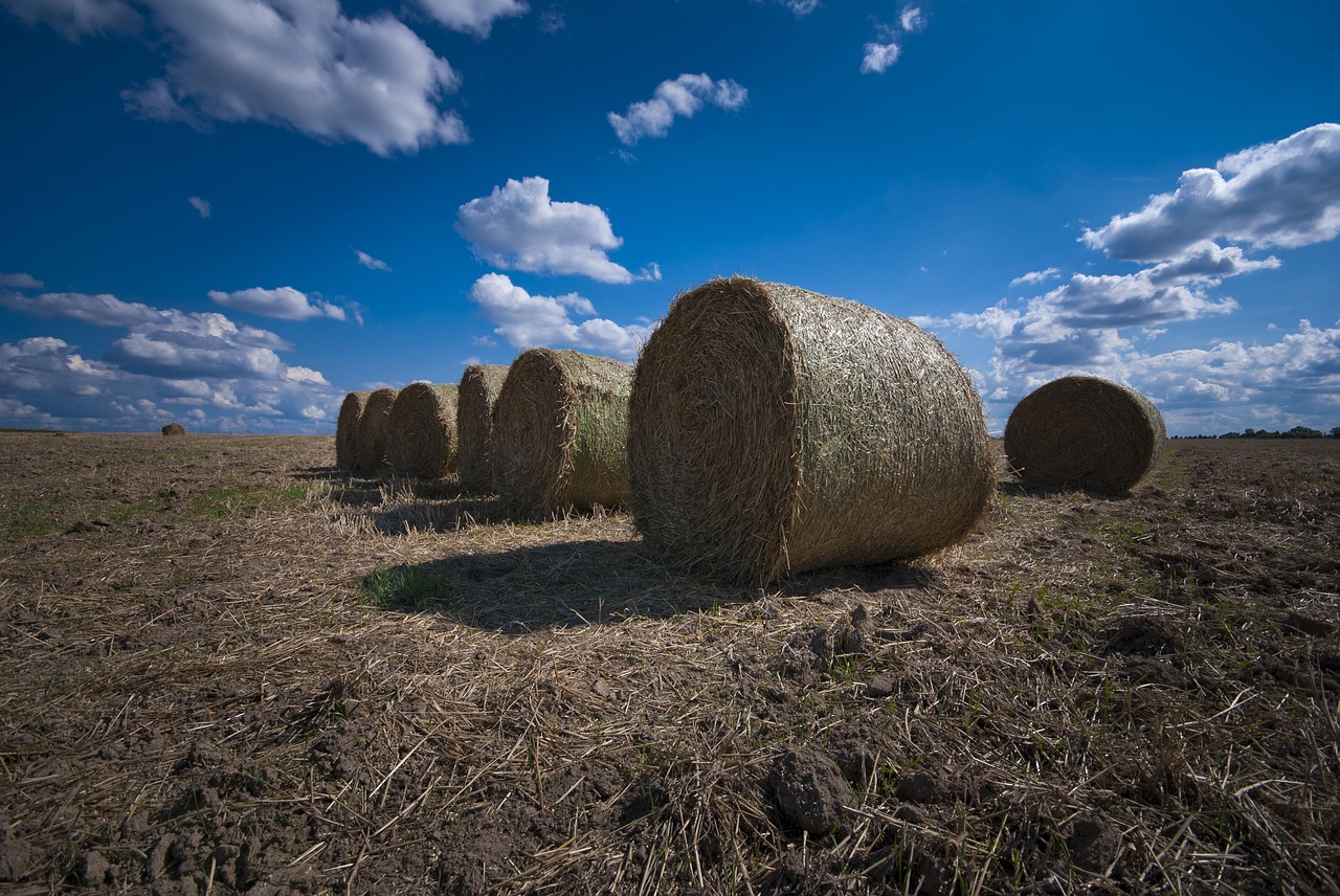 Image - harvest grain straw or blue