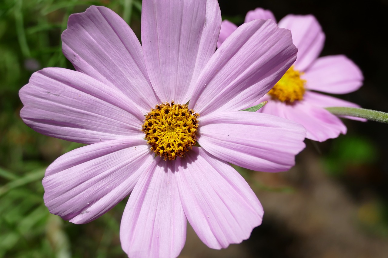 Image - kosmee cosmos pink flower summer