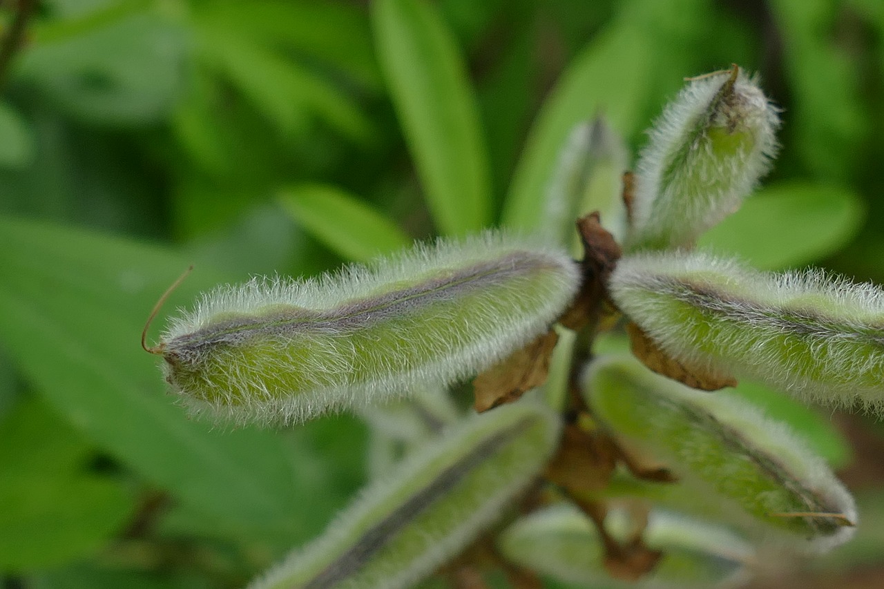 Image - bean pod plant food macro