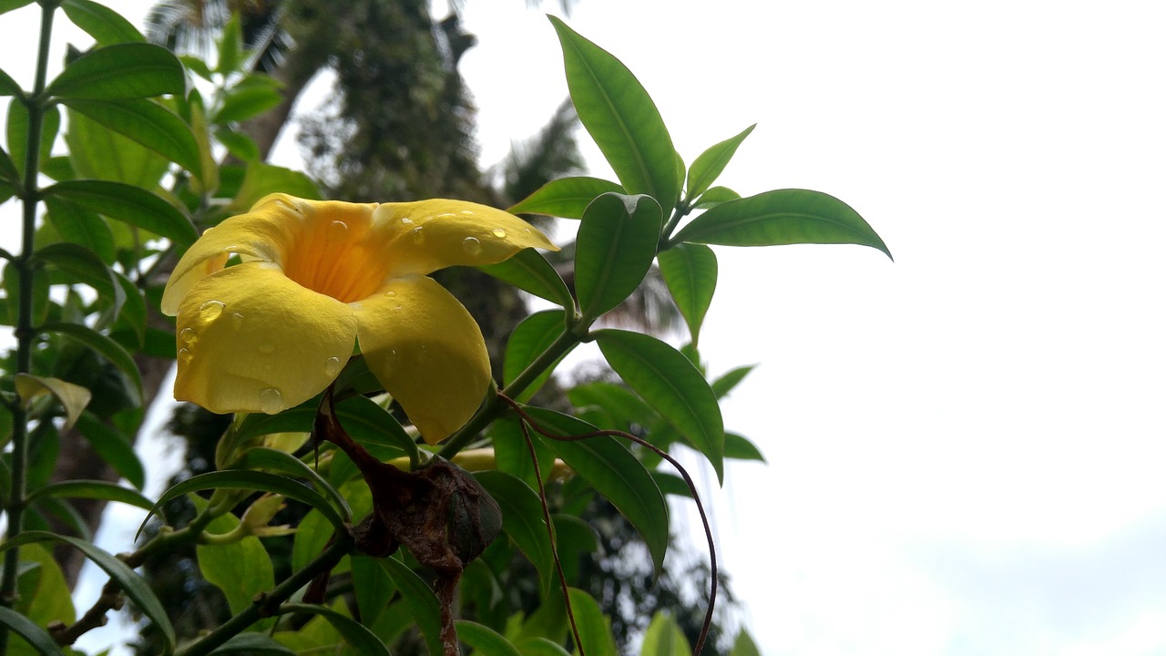 Image - kerala yellow flower