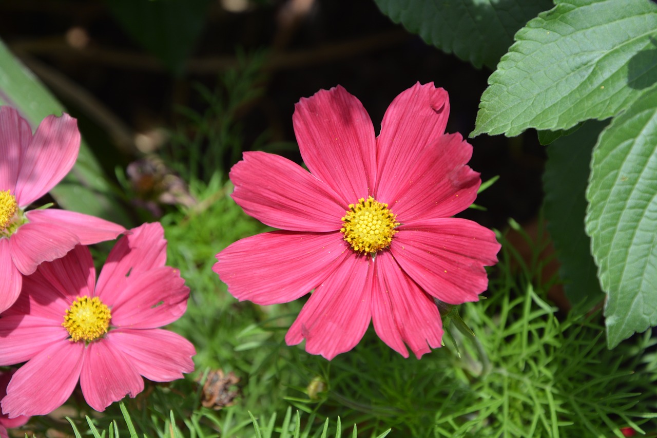 Image - red flower flower been nature