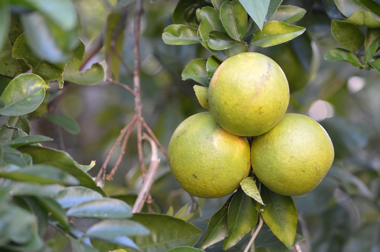 Image - oranges tropics santa cruz