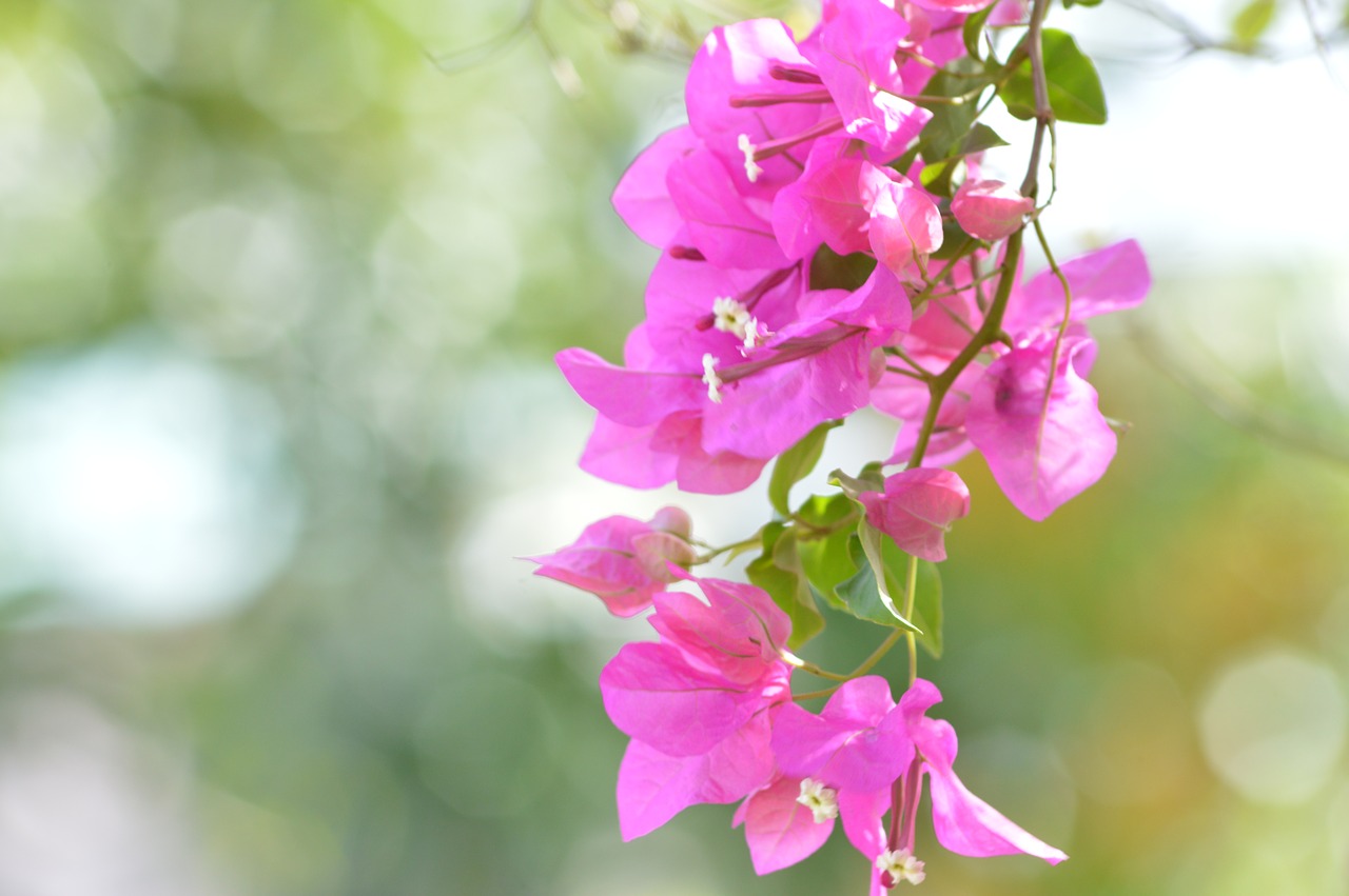 Image - bougainvillea santa cruz