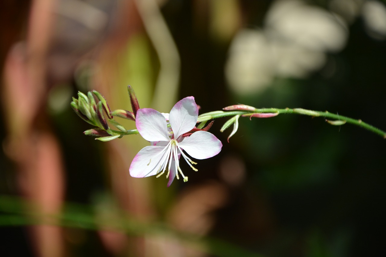 Image - the flower of the pre fields prairie