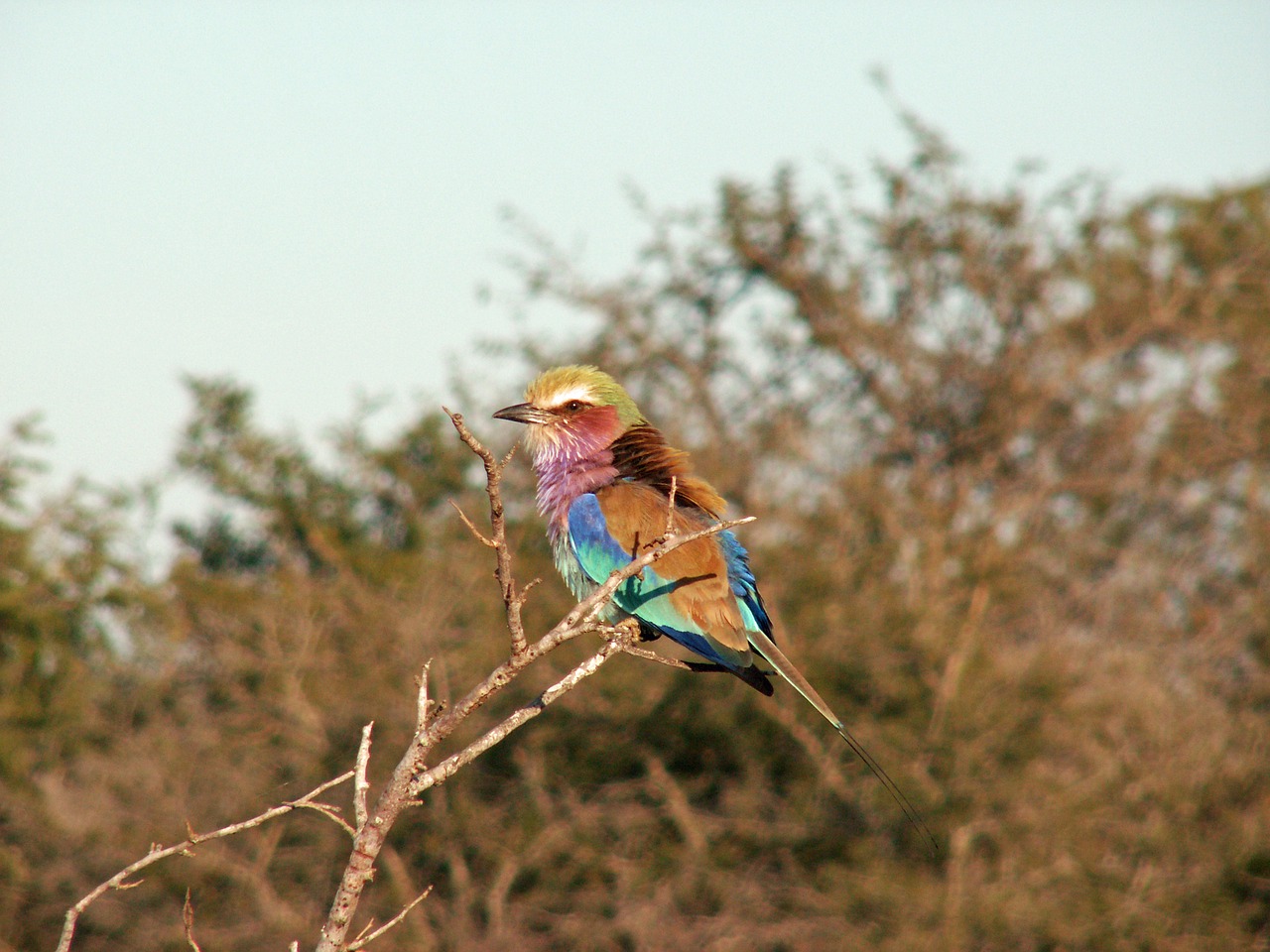 Image - natural bird africa beautiful