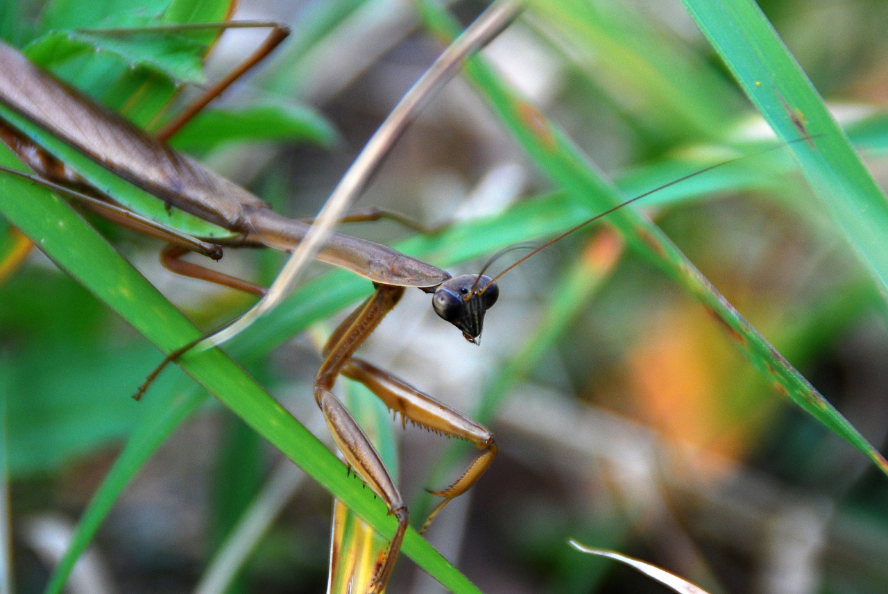 Image - mantis predator insect bug animal