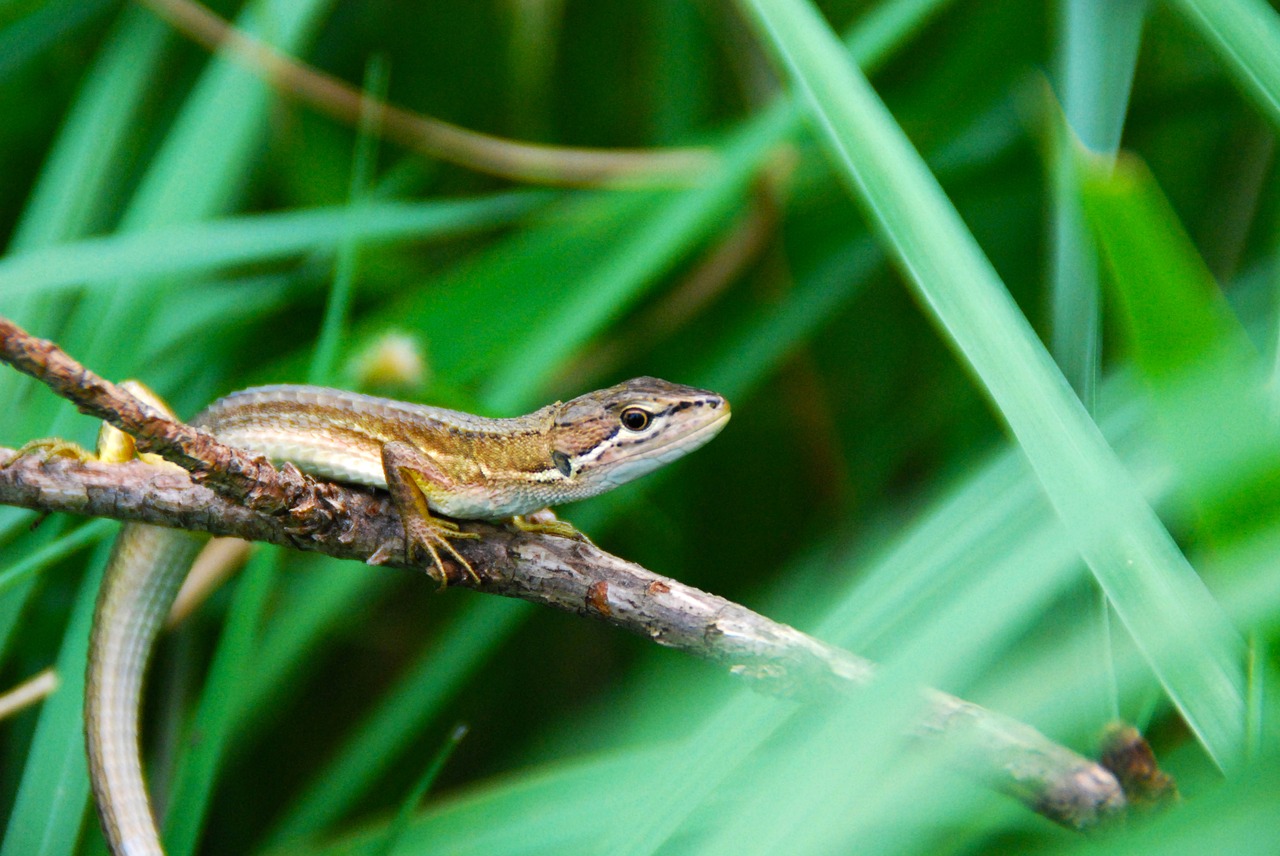 Image - lizard brown animal nature