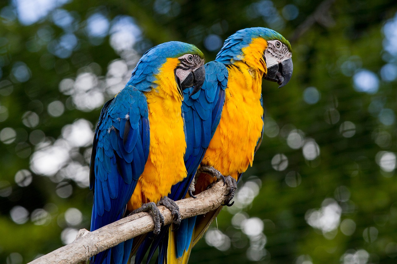 Image - ara parrot colorful bird beak