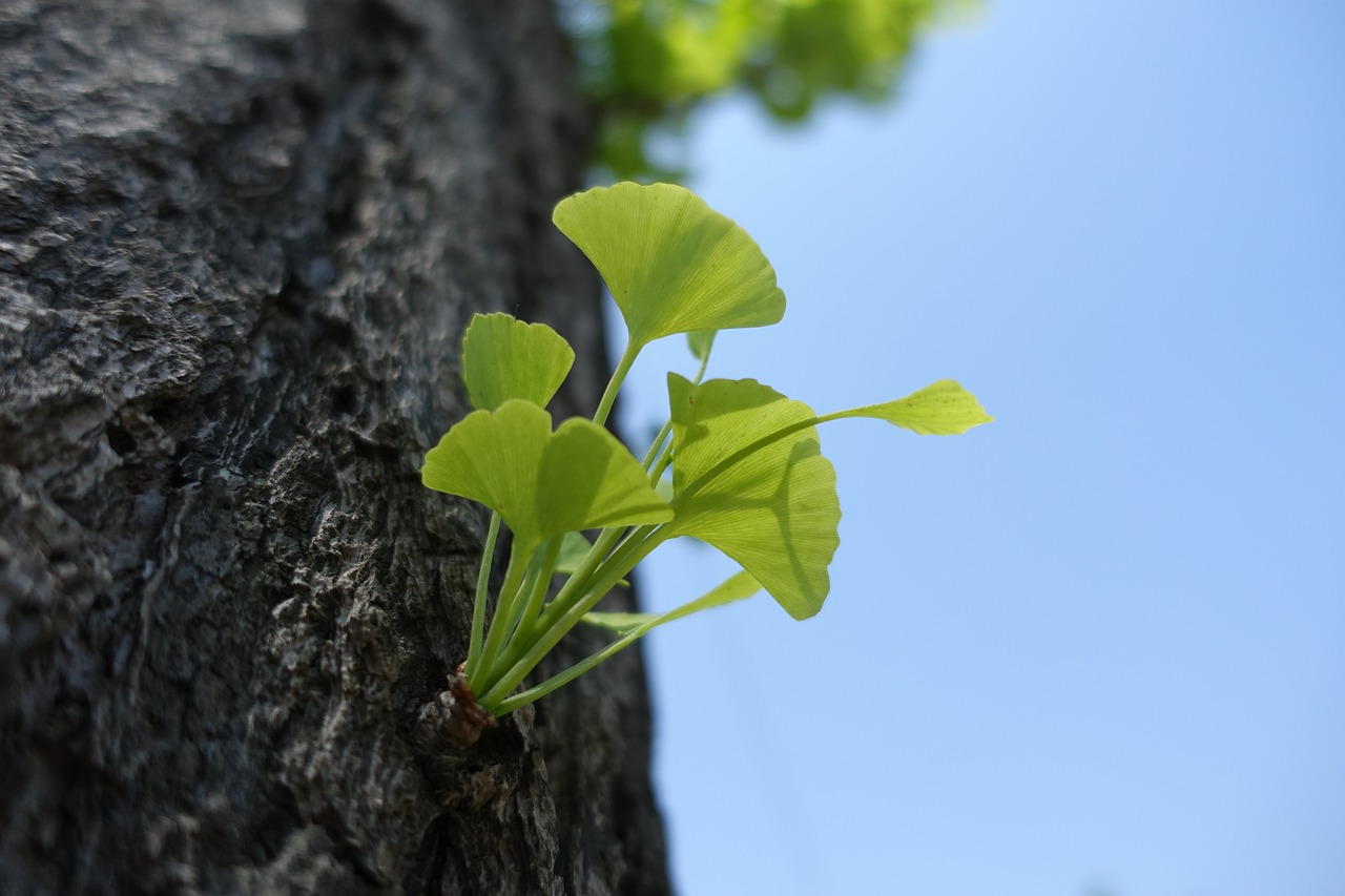 Image - ginkgo germination leaf