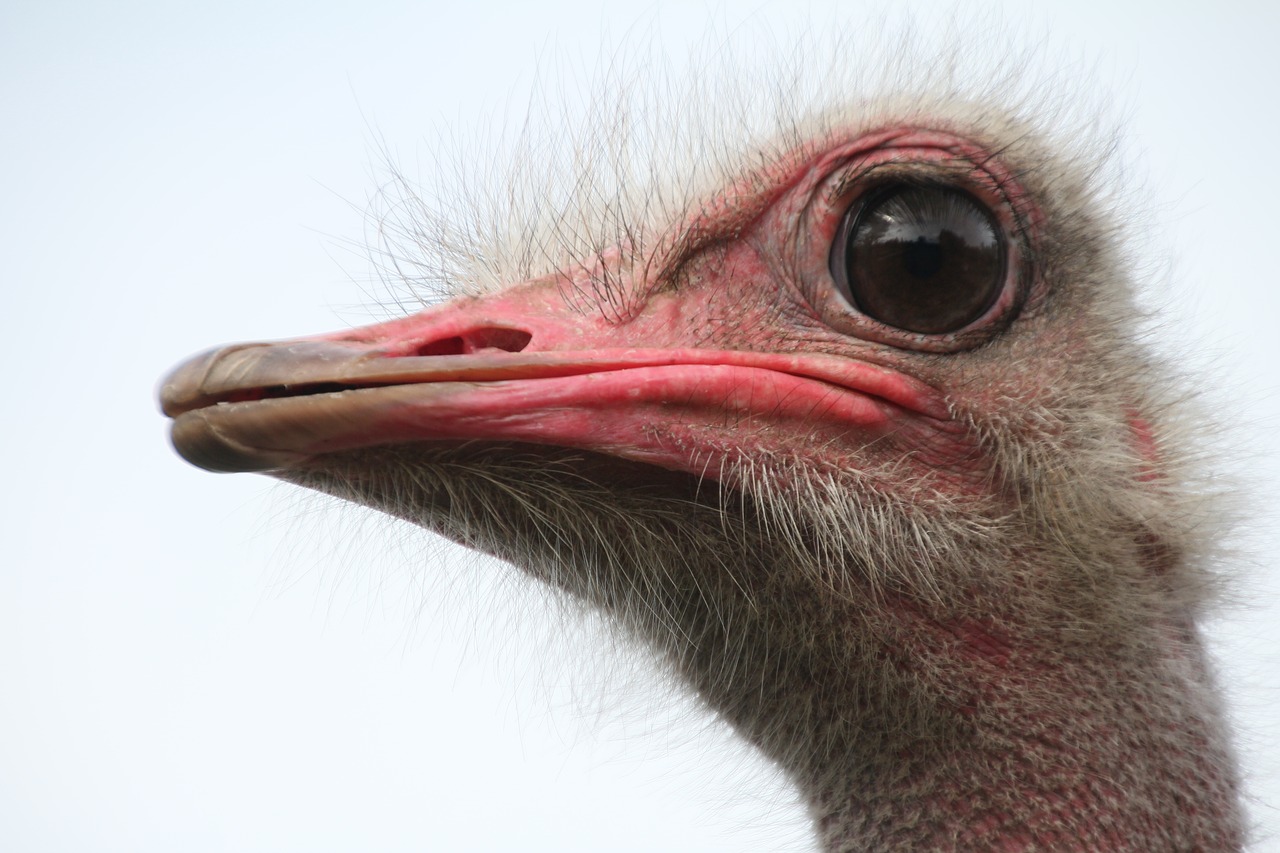 Image - bouquet bird ostrich