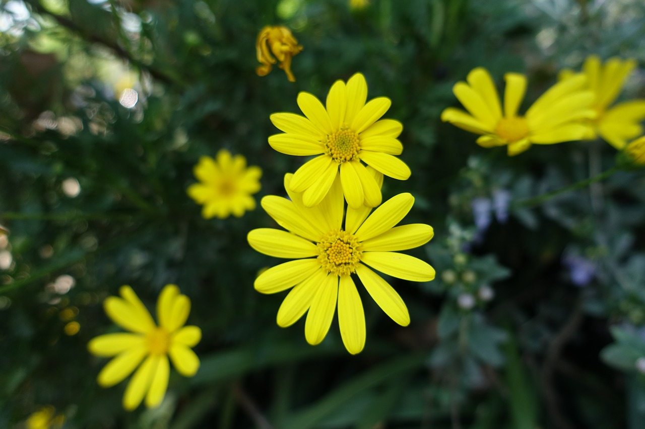 Image - small yellow flowers sunflower