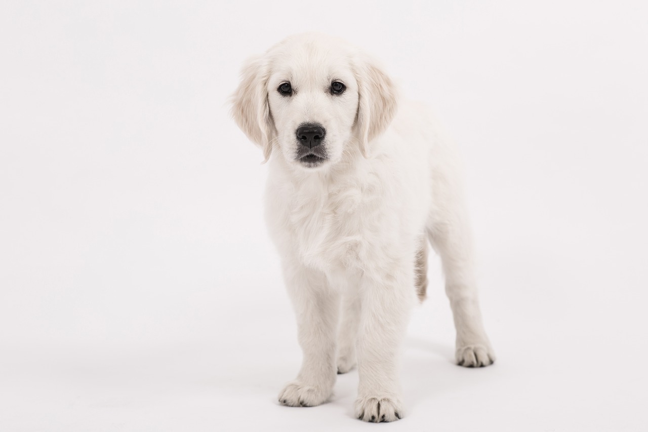 Image - dog golden retriever puppy