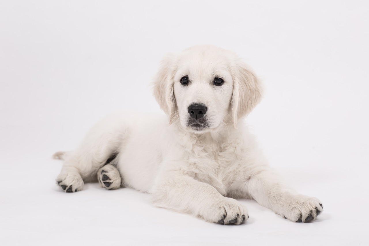 Image - dog golden retriever puppy