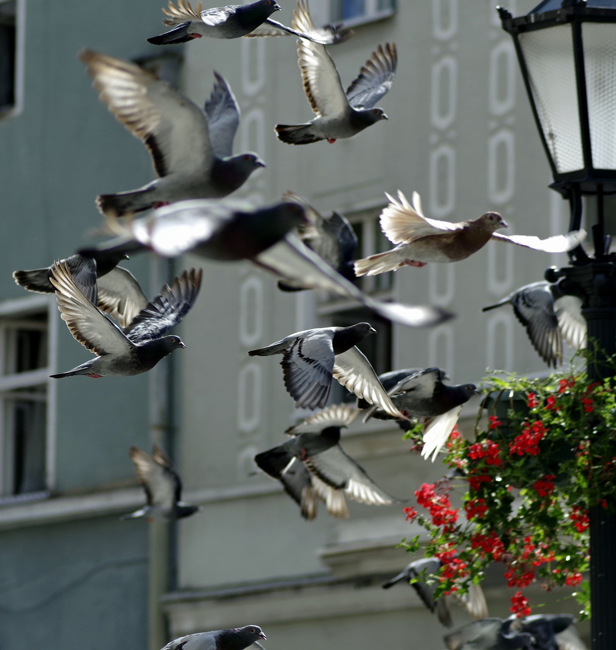 Image - pigeons birds fly gromada cloud