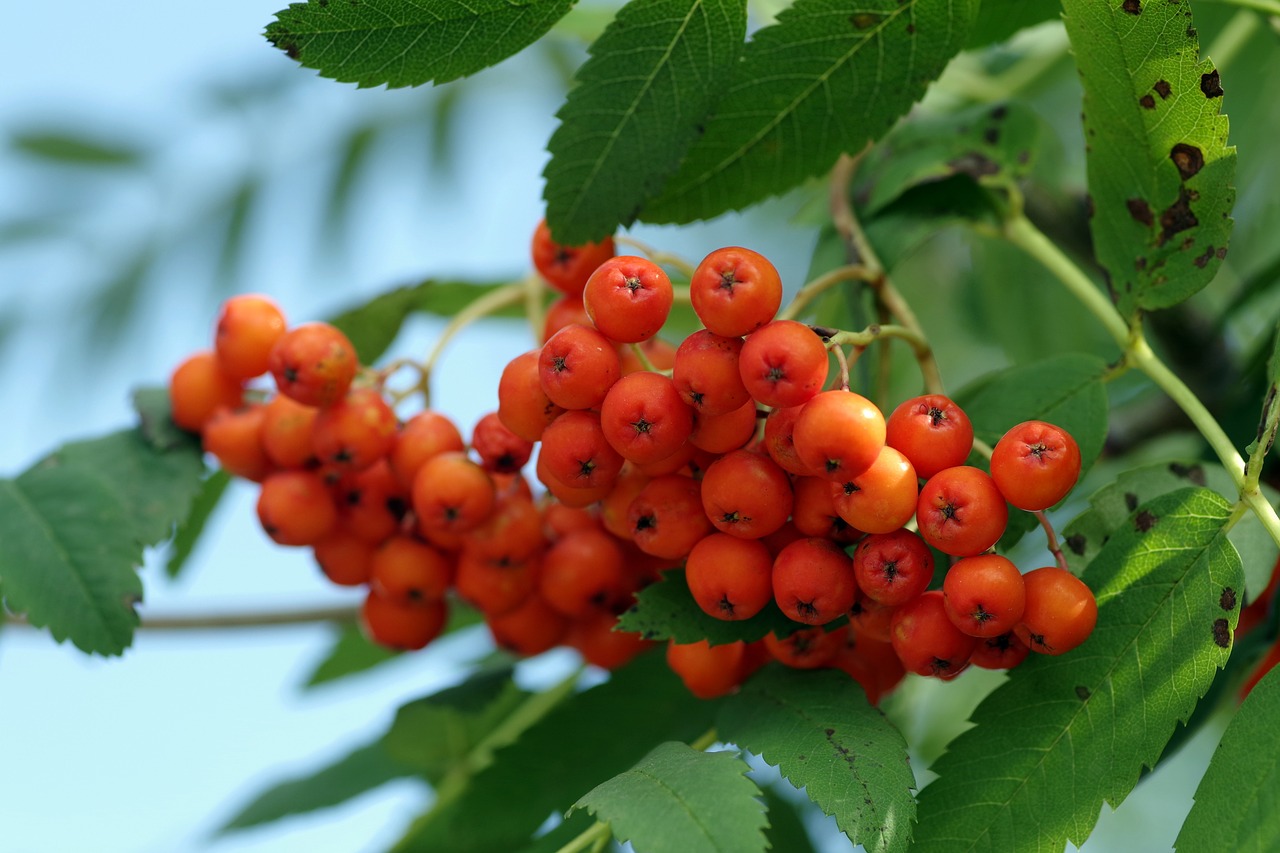 Image - rowan bush tree branches fruit