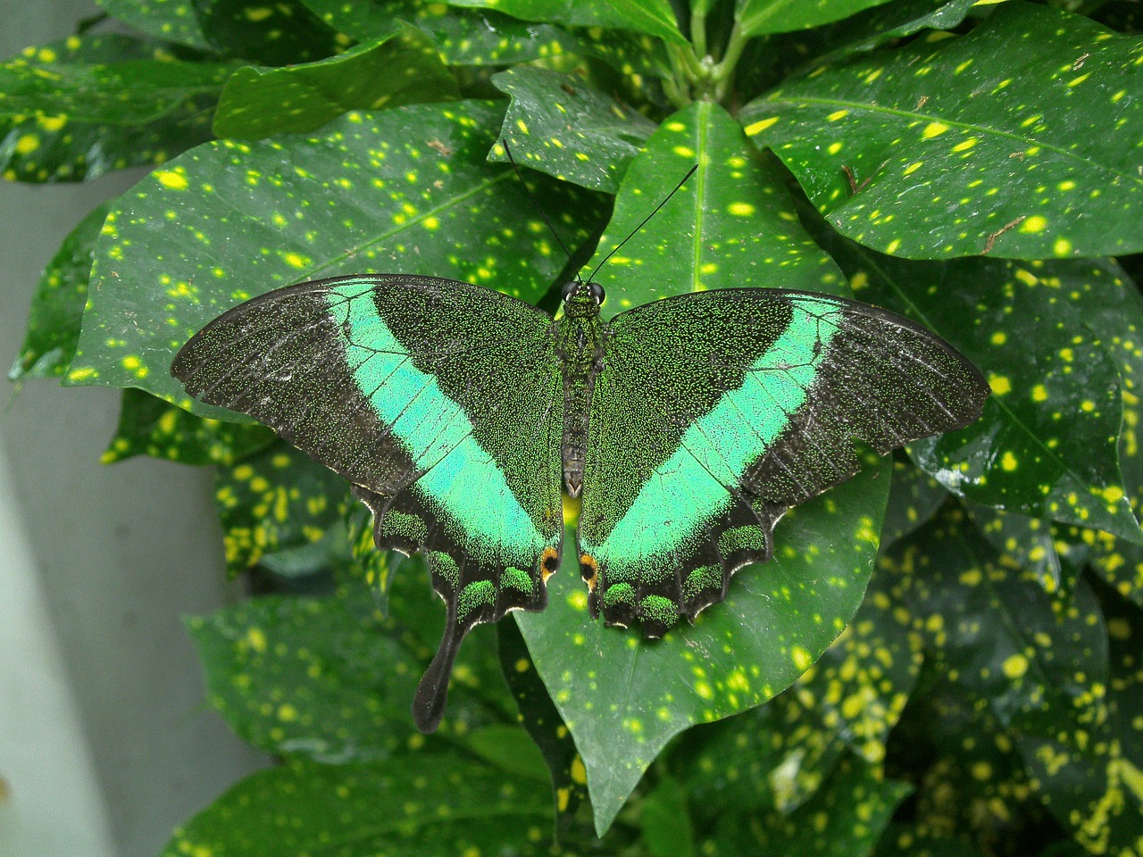 Image - butterfly green nature insect