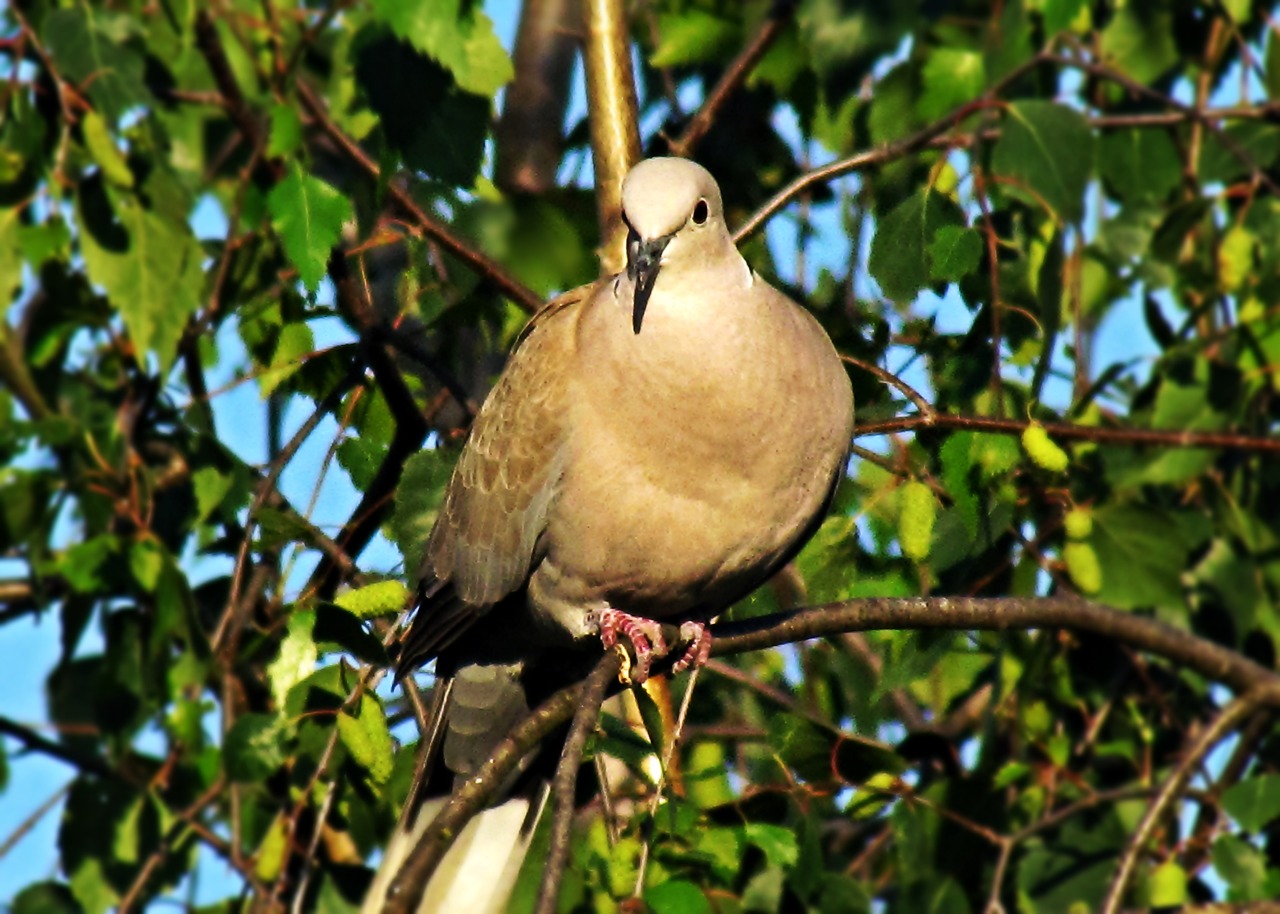 Image - dove bird nature pen pigeons park