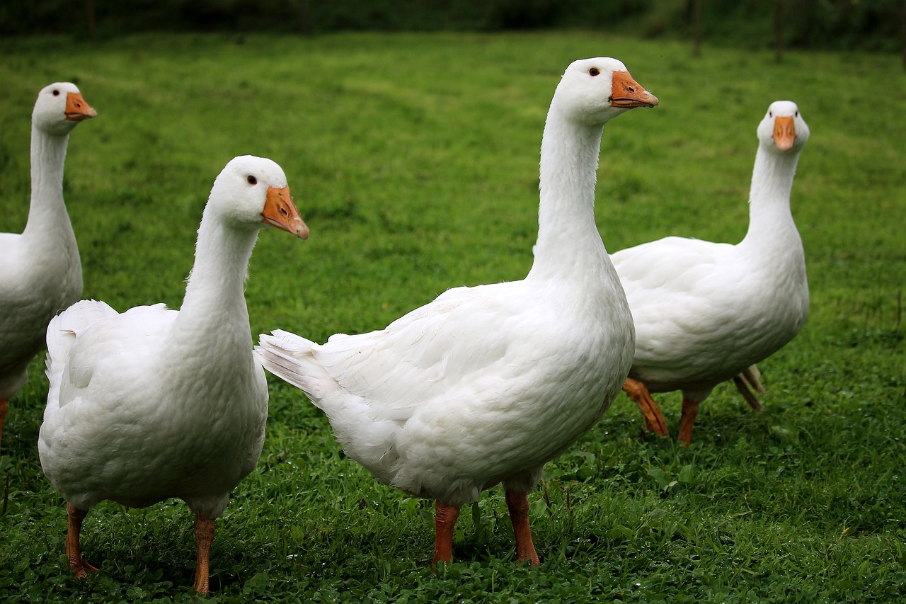 Image - geese white poultry free running