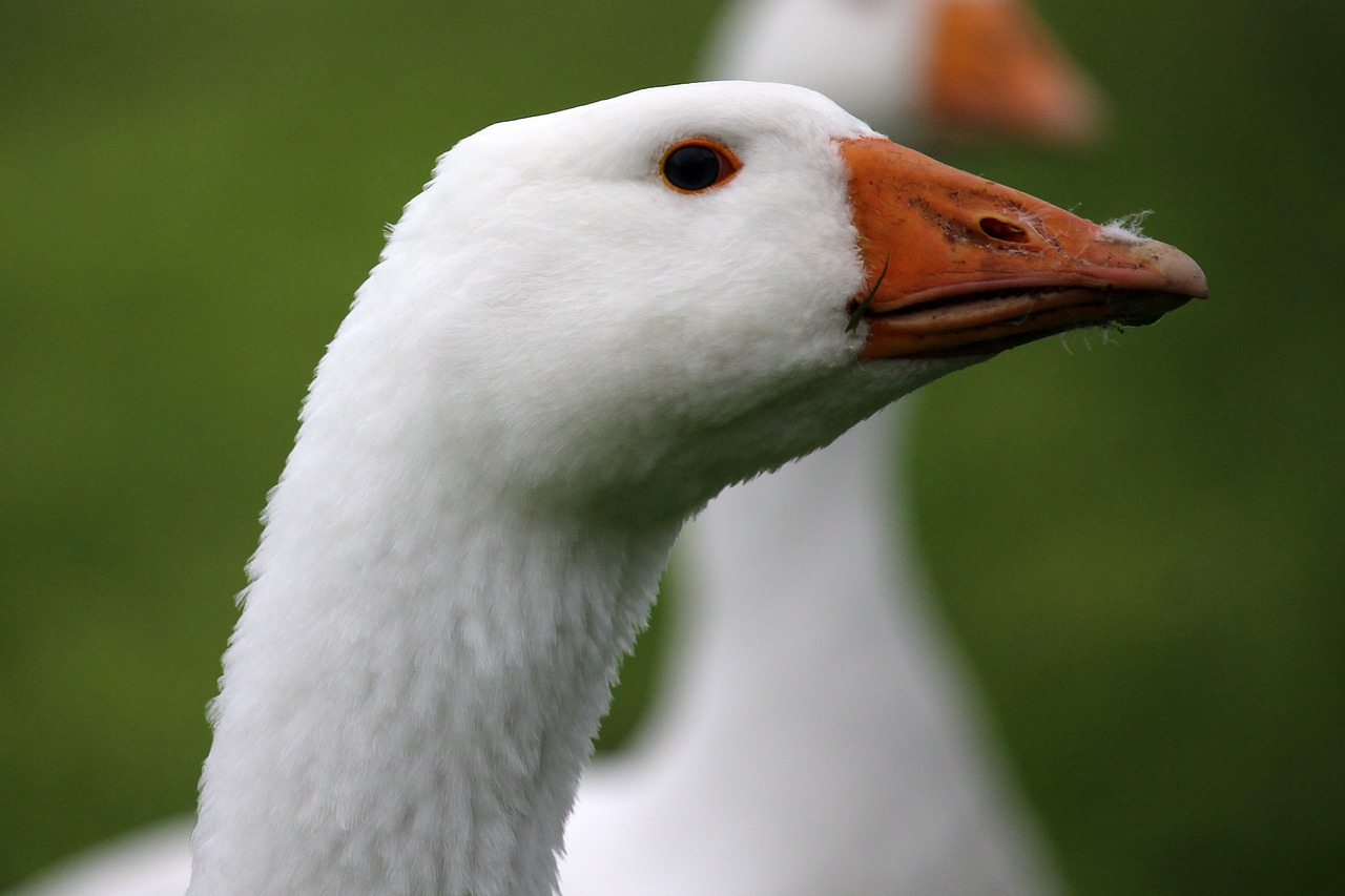 Image - goose head white bio