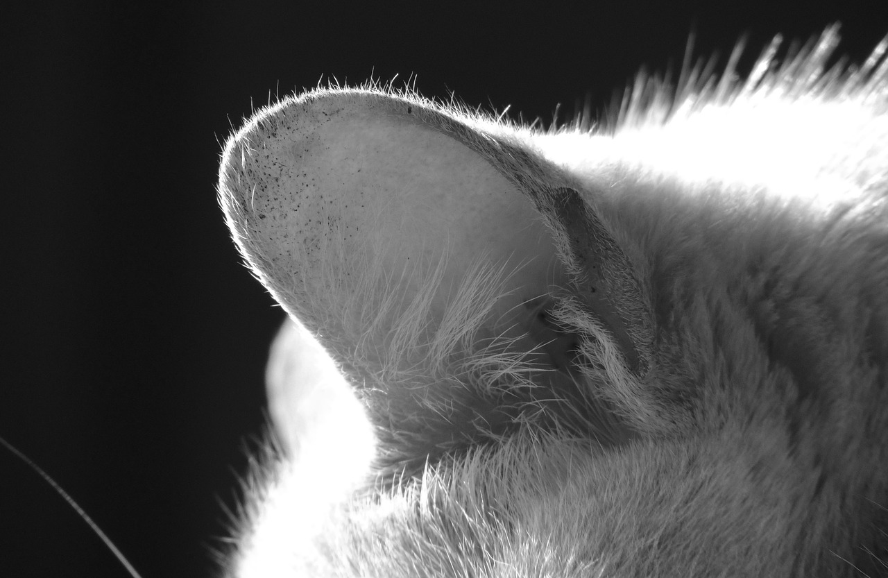 Image - black and white cat pet ear cat