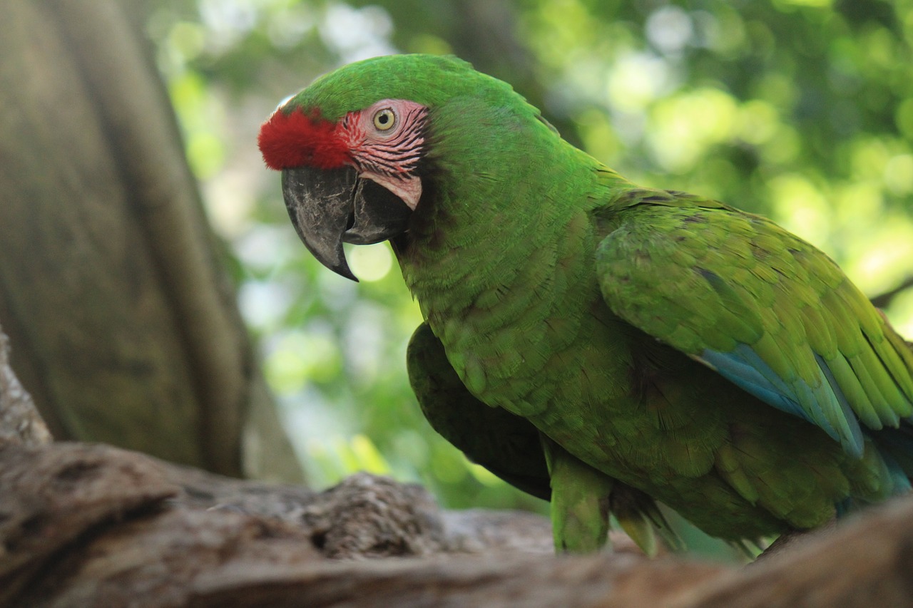 Image - ave parrot tropical bird animal