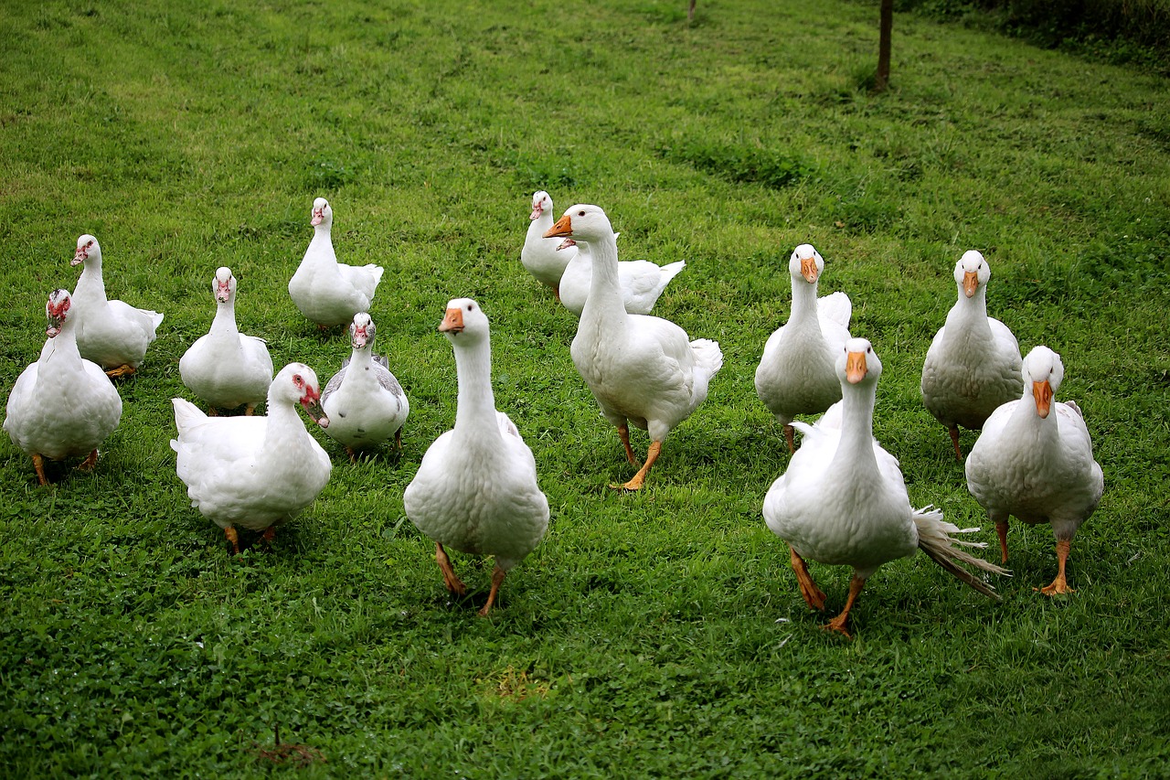 Image - geese ducks flock white bio grass