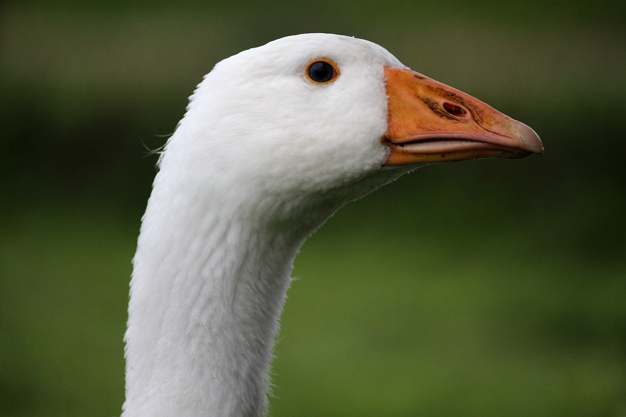 Image - goose white head meadow bio grass