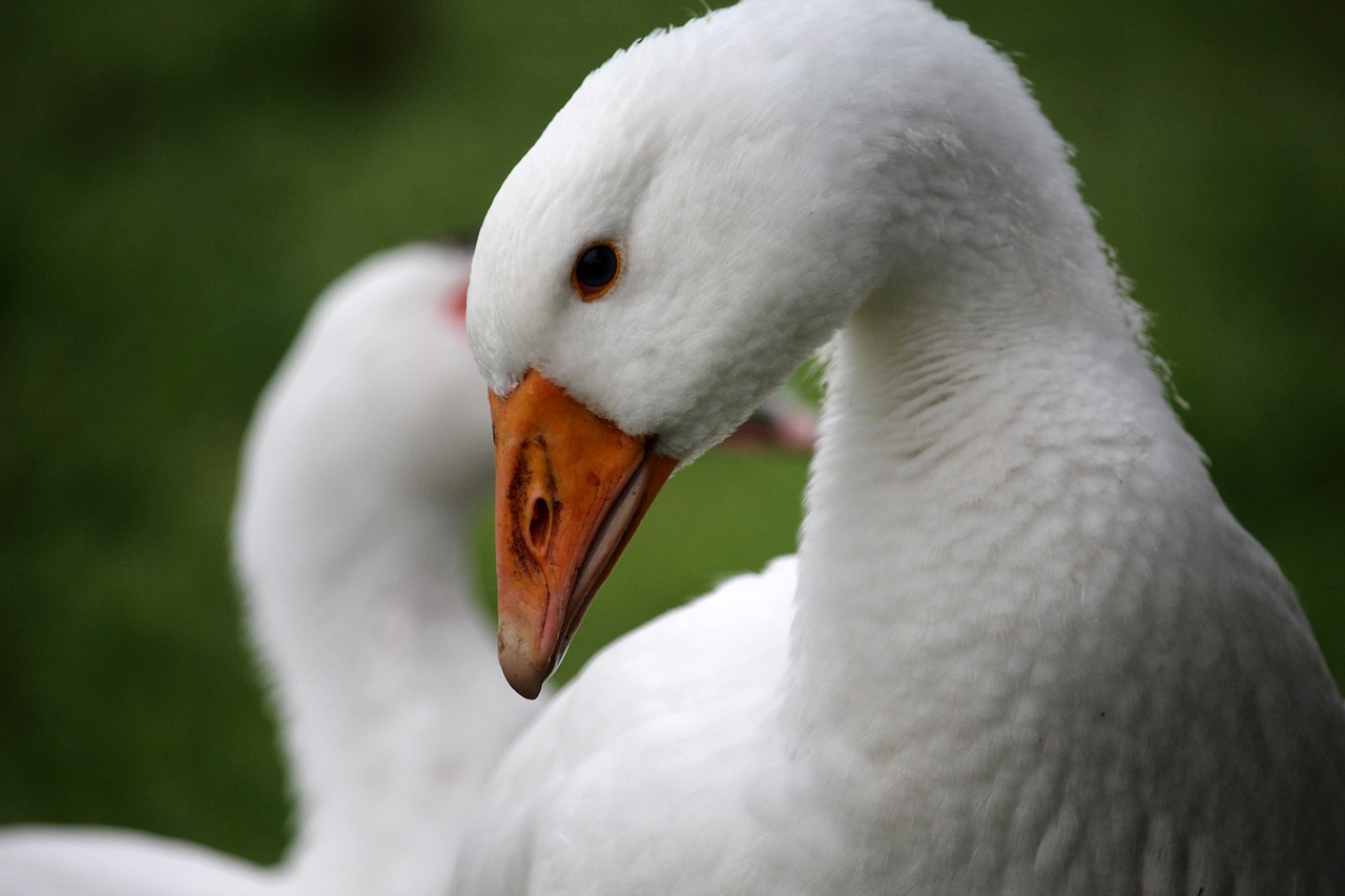 Image - goose white head meadow bio grass