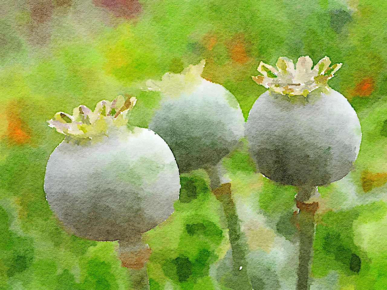 Image - watercolour art flower poppy