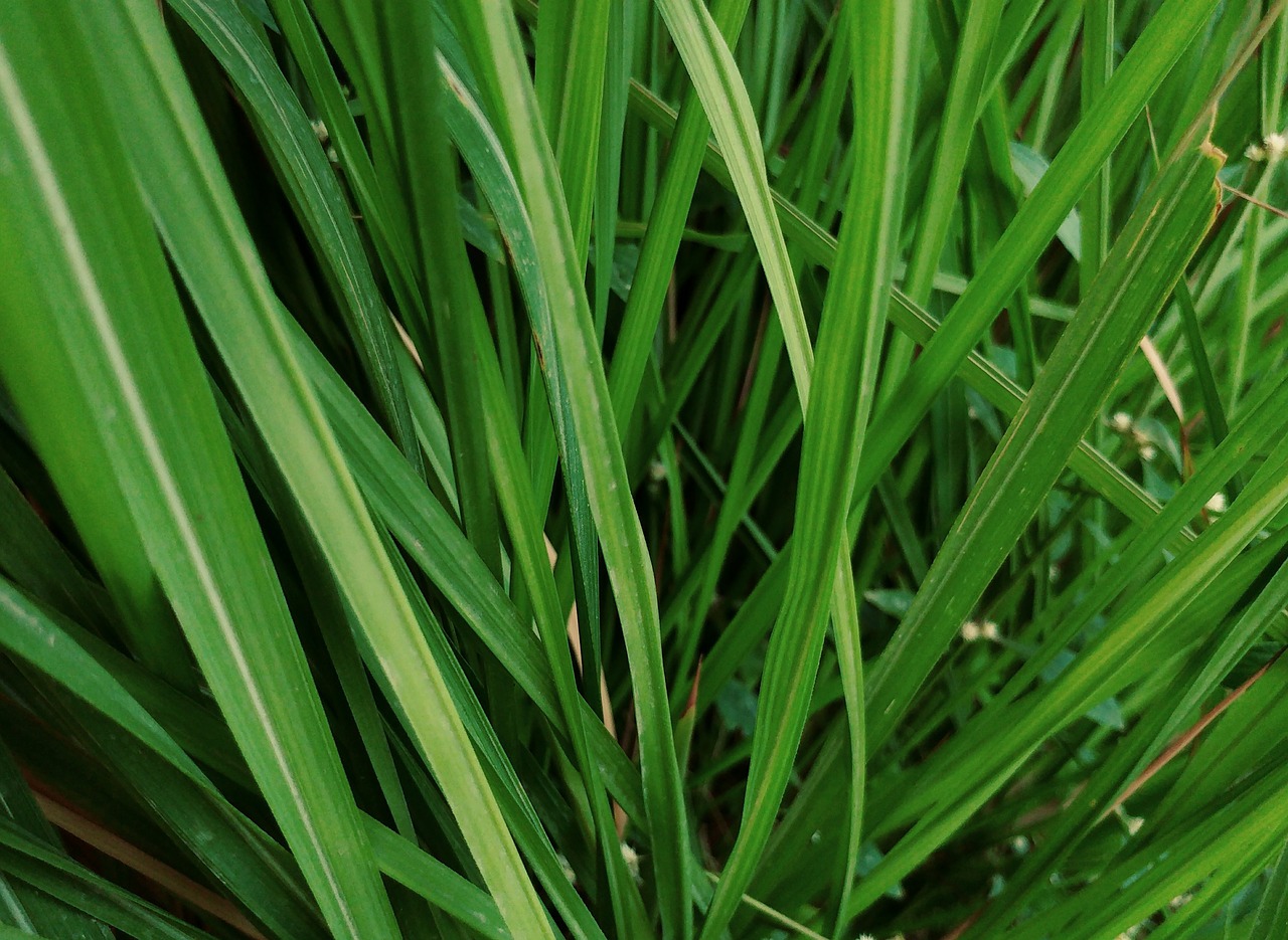 Image - green shrubs reed grass meadow