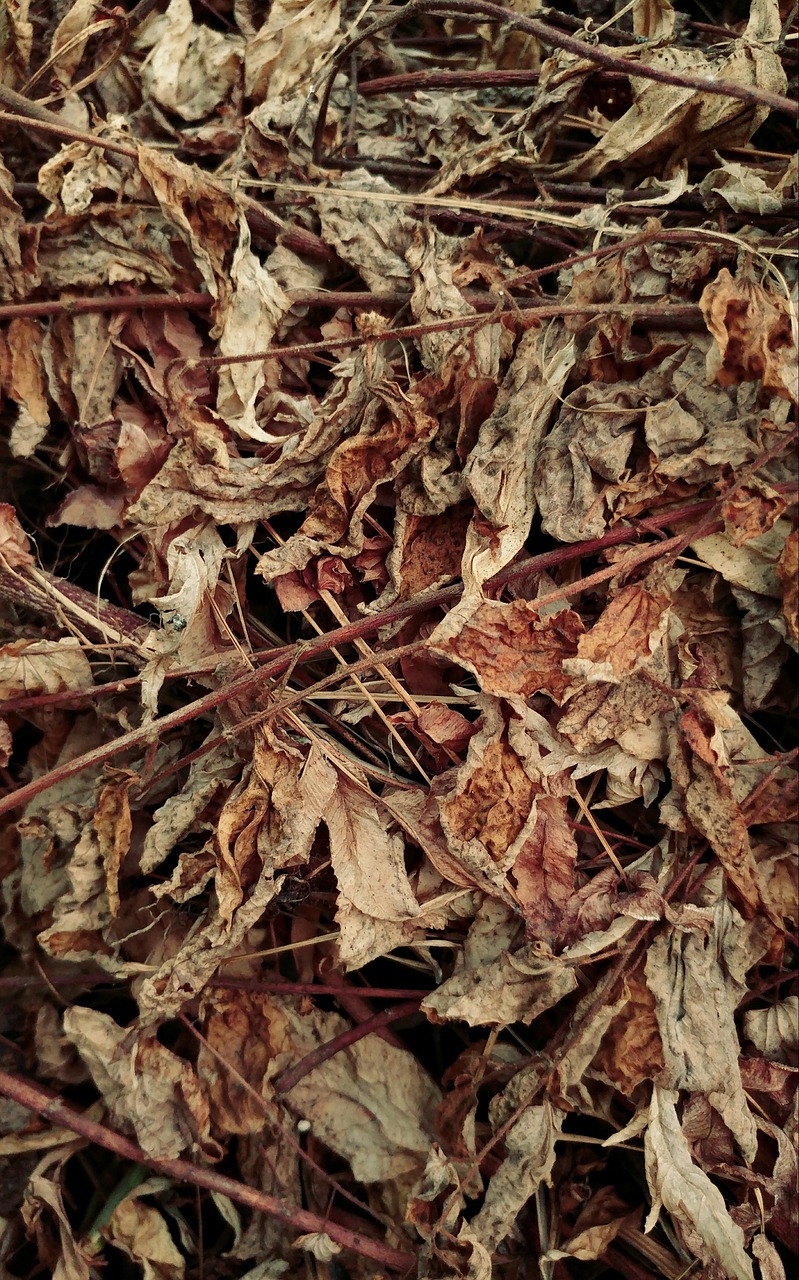 Image - dry leaves heat environment