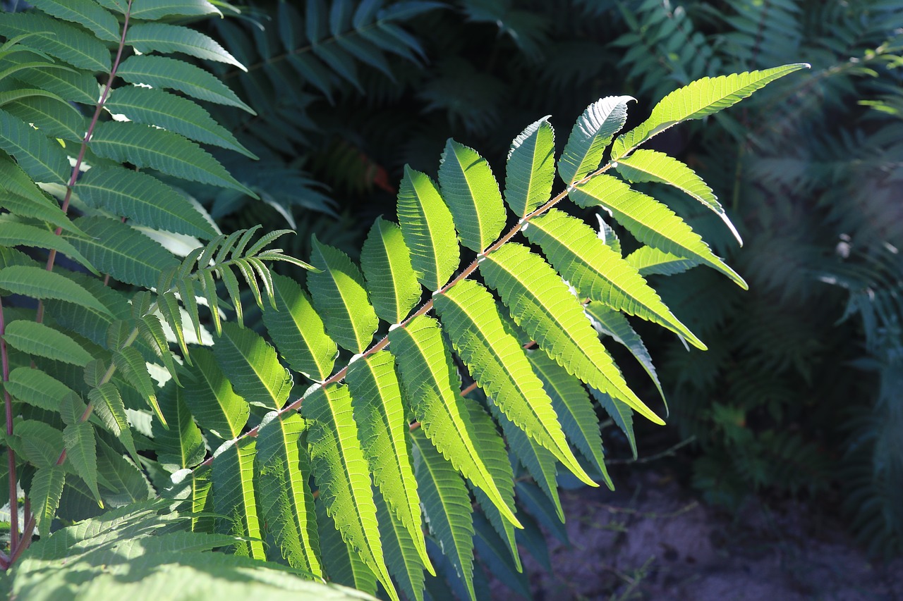 Image - plant sunshine shrubs