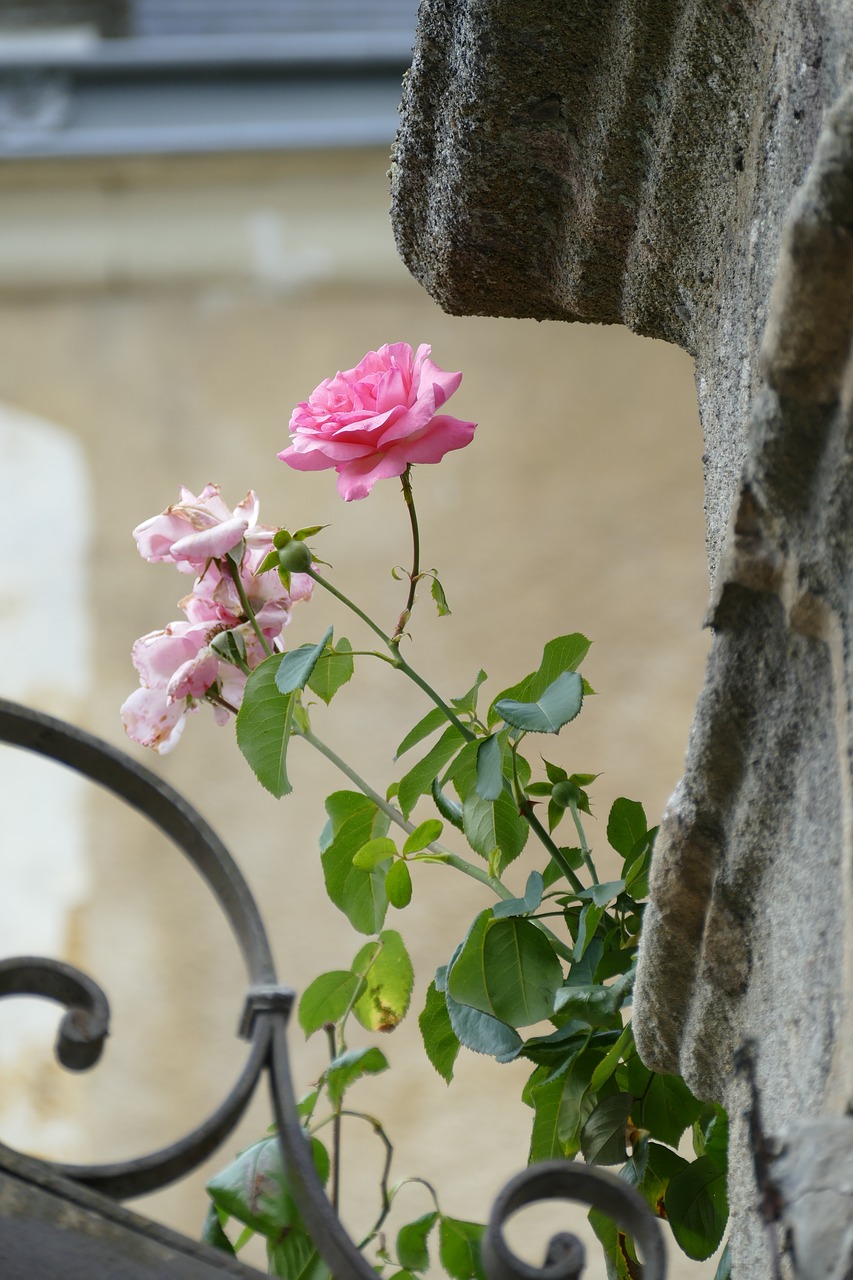 Image - rose flower plant flora pink wall