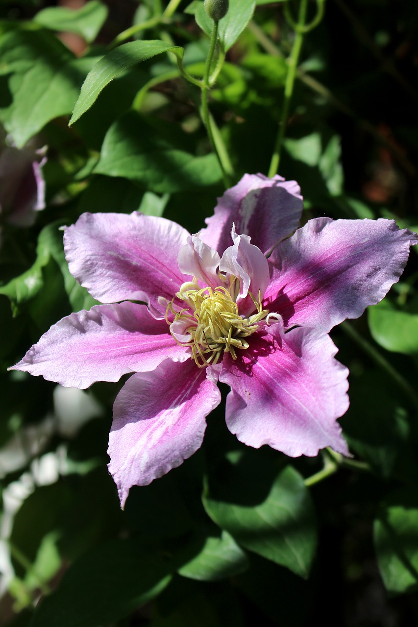 Image - clematis flower light and shadow