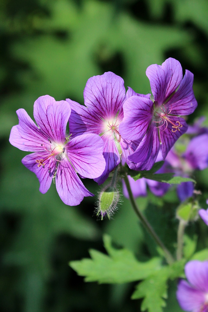 Image - flower purple light and shadow