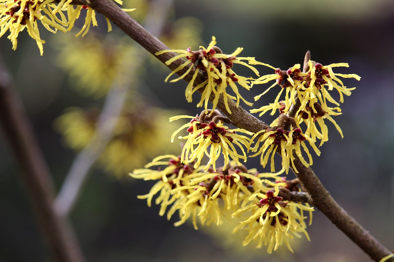 Image - witch hazel yellow blossom bloom