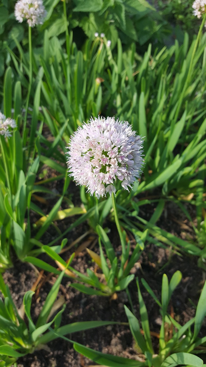 Image - blooming onion bow slizun