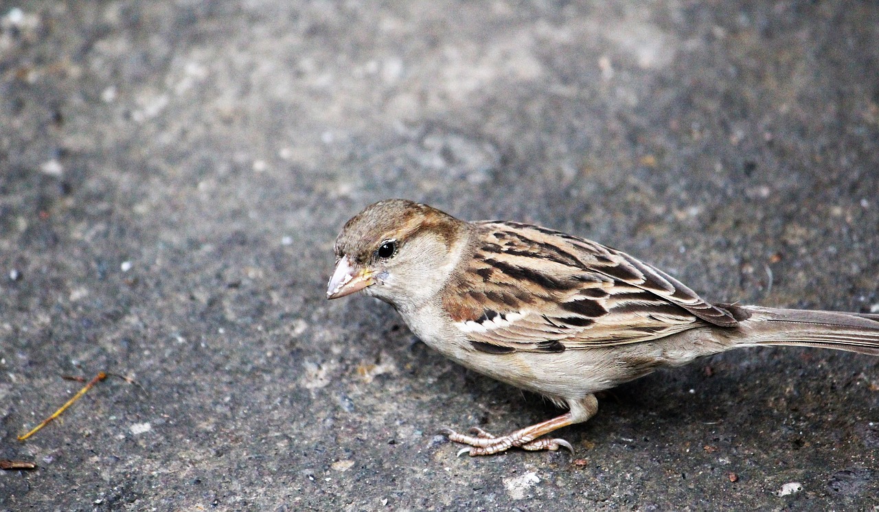 Image - bird sparrow feather cute brown