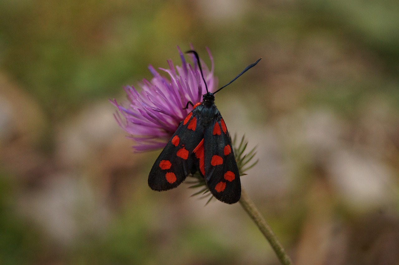 Image - butterfly variable rotwidderchen