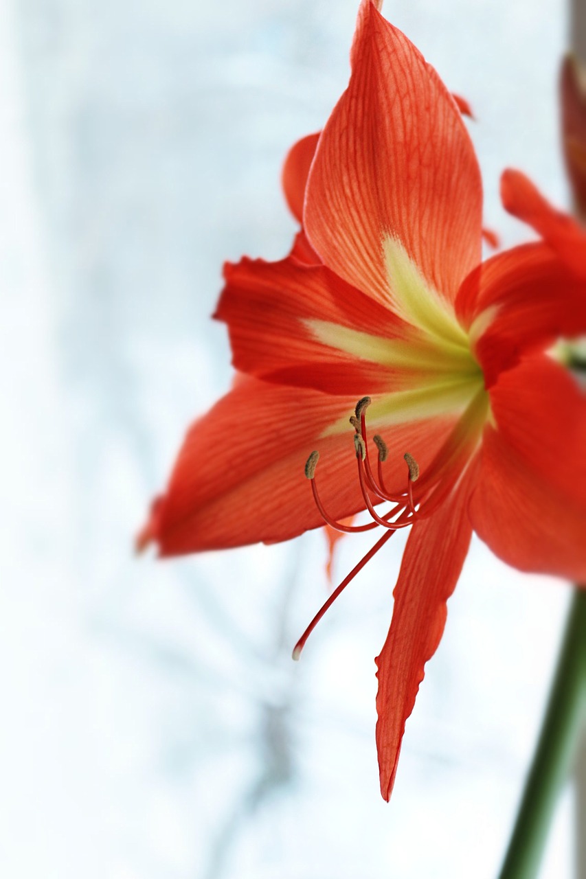 Image - lily red yellow green white grey