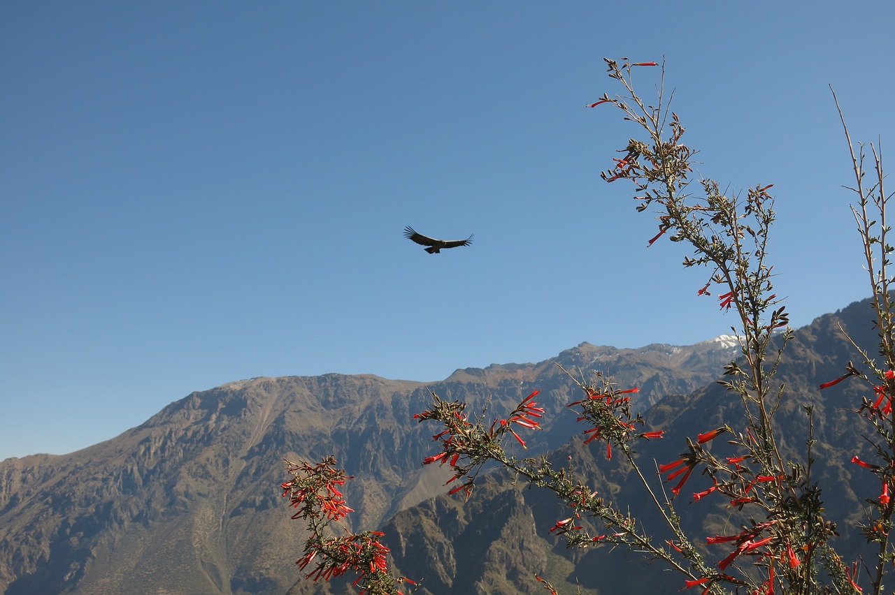 Image - andean condor colca canyon