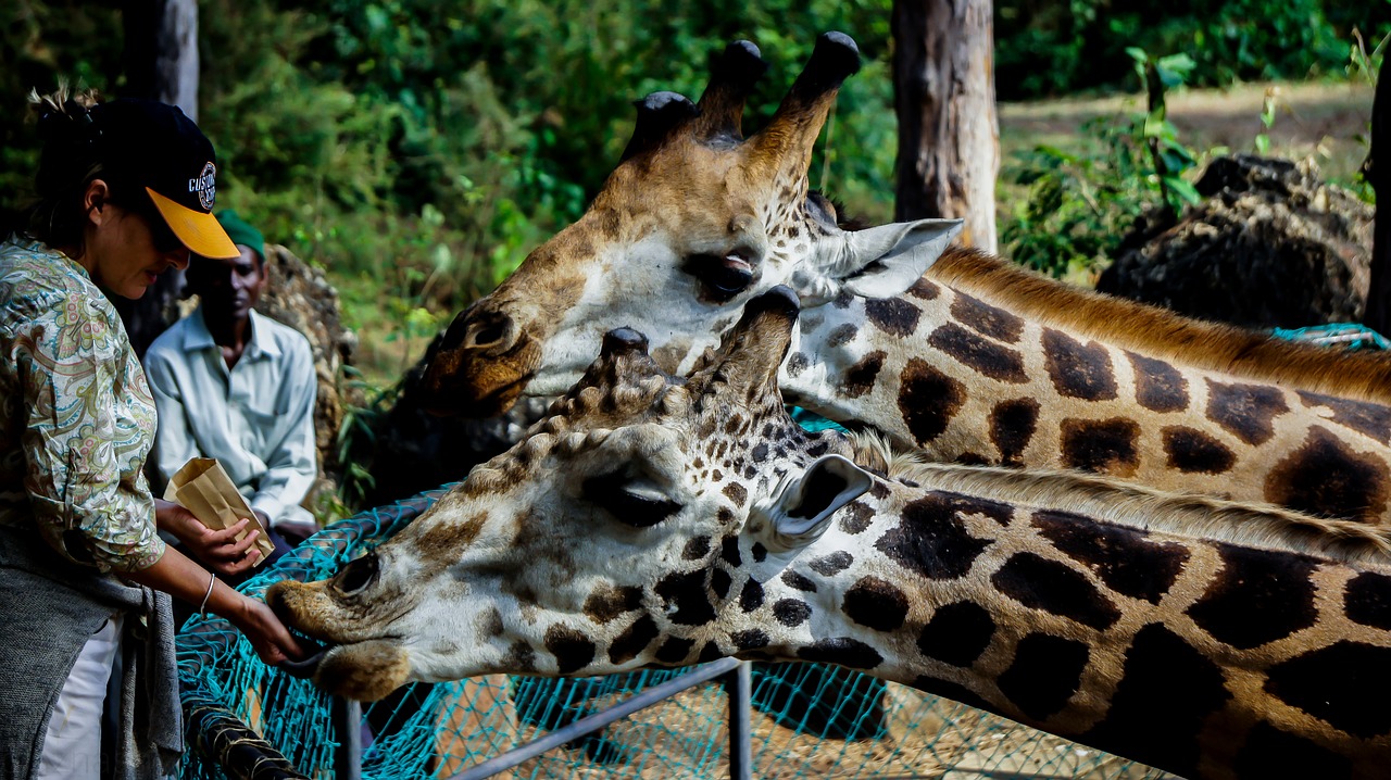 Image - giraffe wild feeding tourist