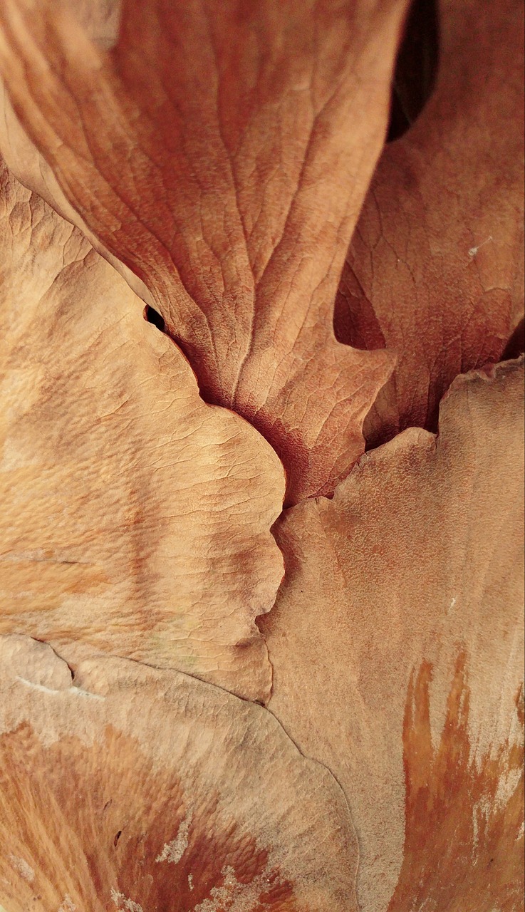 Image - dry leaf heat fern brown