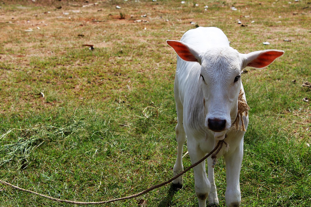 Image - calf small animal cute standing