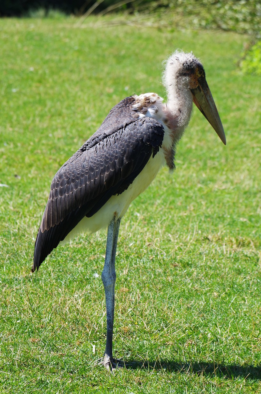 Image - marabou bird great