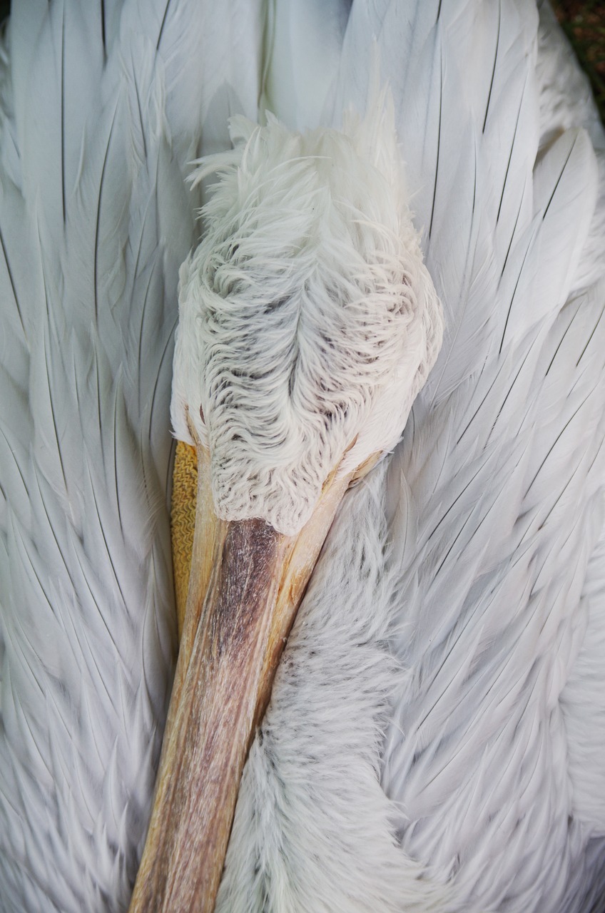 Image - pelican sleep white feathers bird