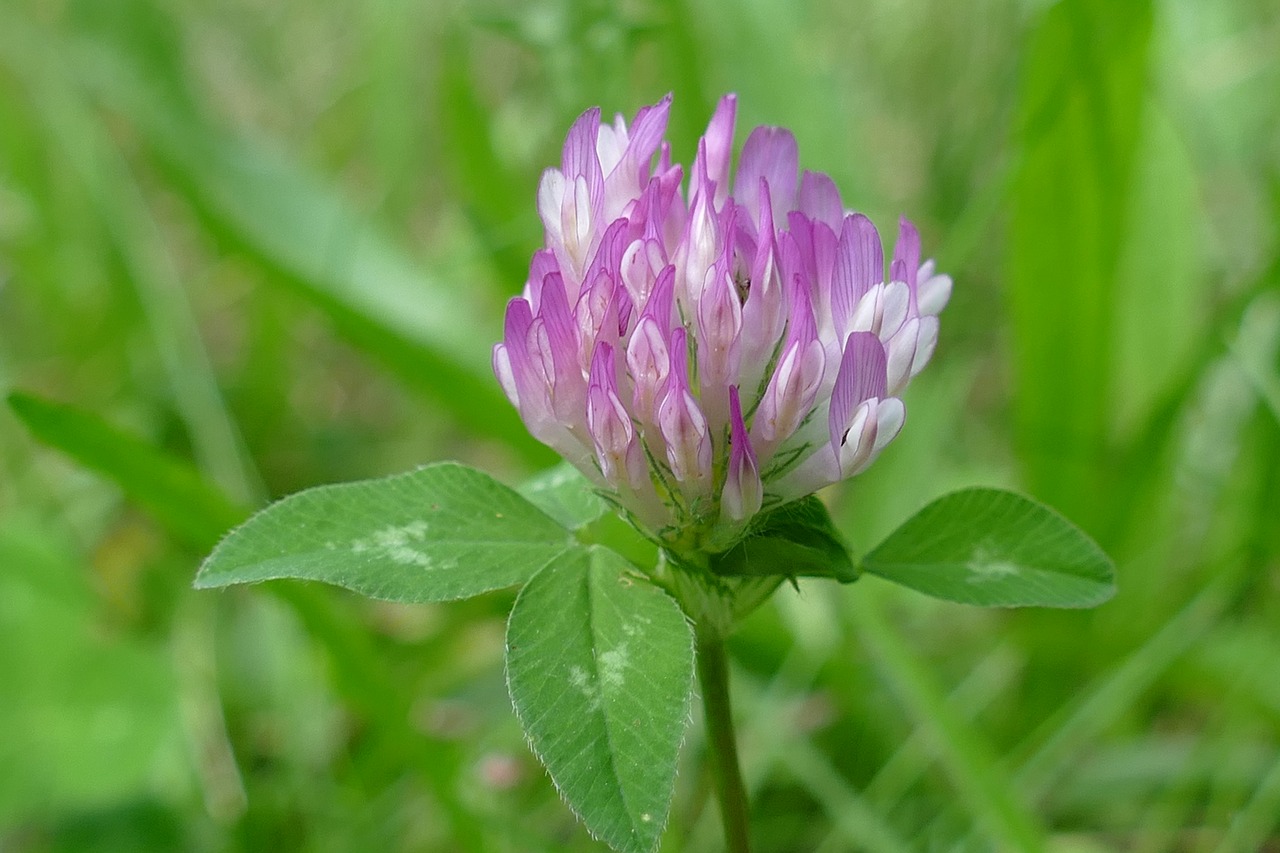 Image - clover trifolium flower plant