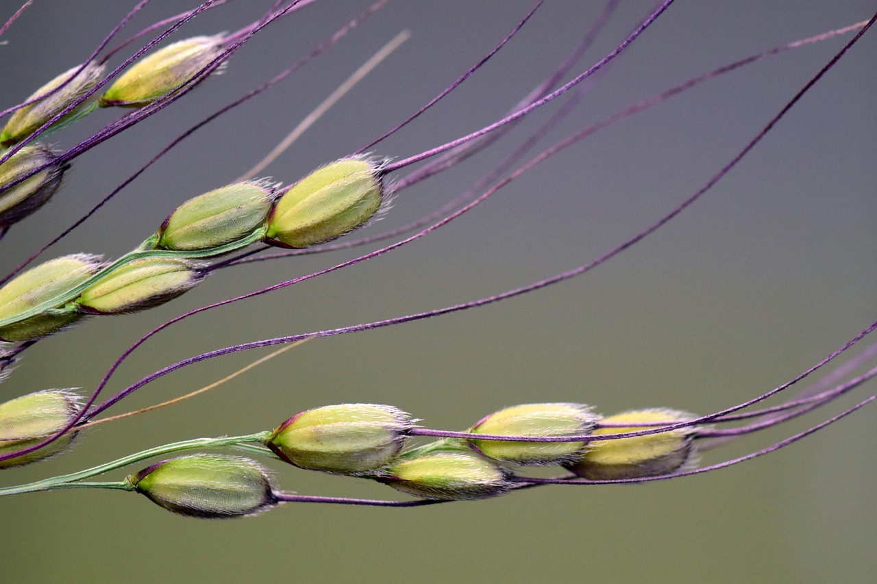 Image - rice rice grains rice spike ear