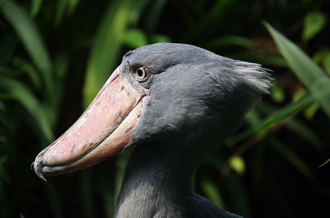 Image - člnozobec royal bird