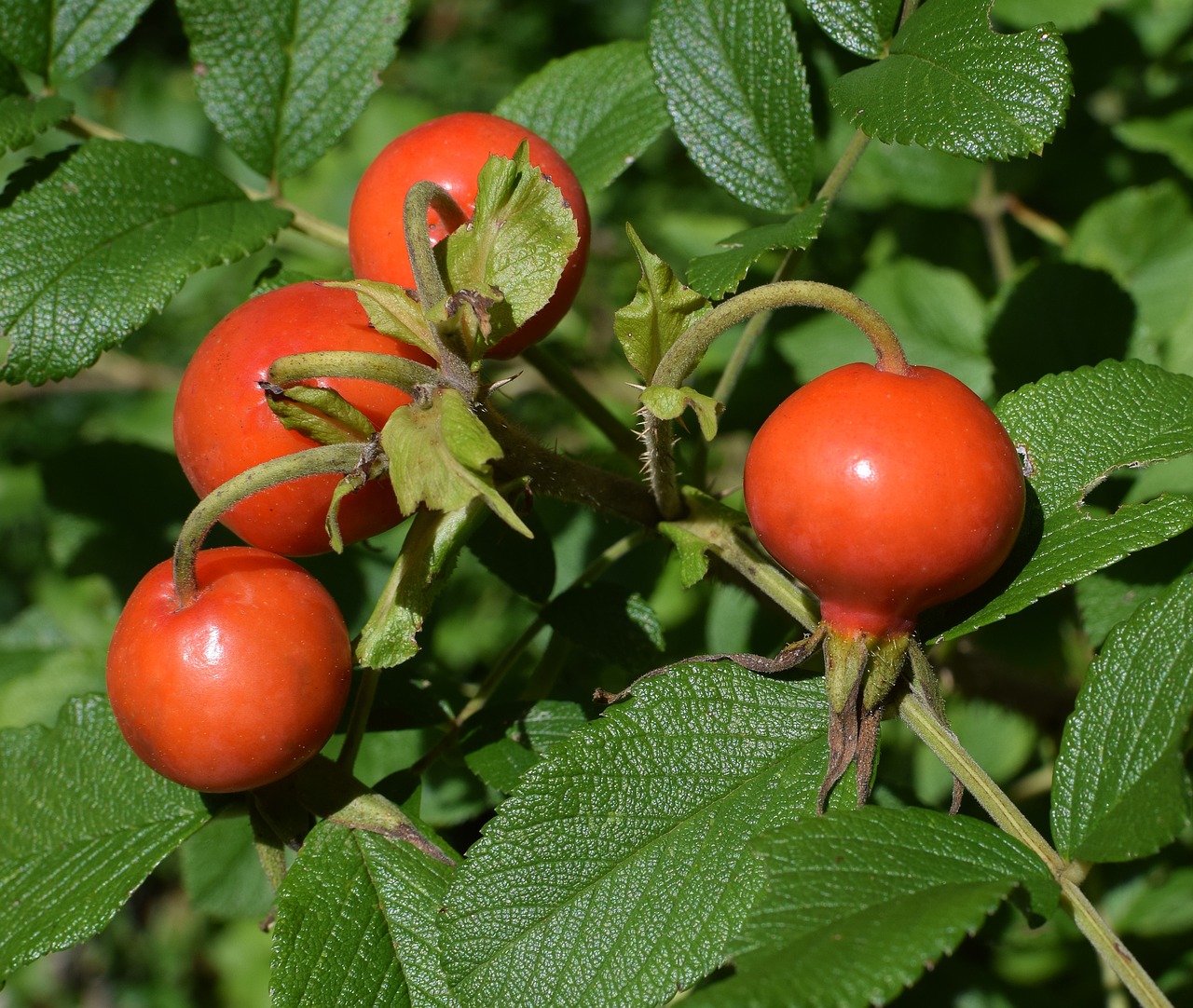 Image - red ripe rose hips rose rugosa rose